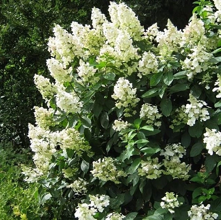 Гортензия метельчатая Tardiva 80-90 cм Гортензия метельчатая Tardiva 80-90 cм