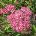 Спирея Froebelii японская 40-50 см Спирея Froebelii японская 40-50 см