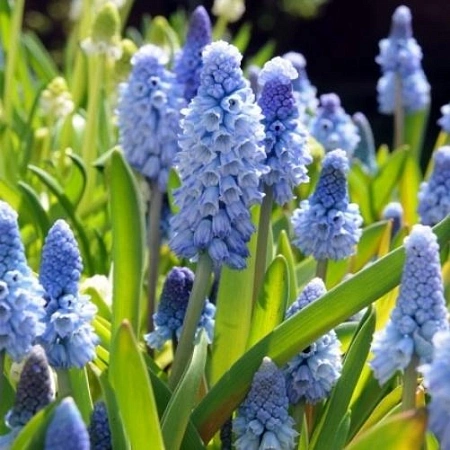 Мускари Azureum