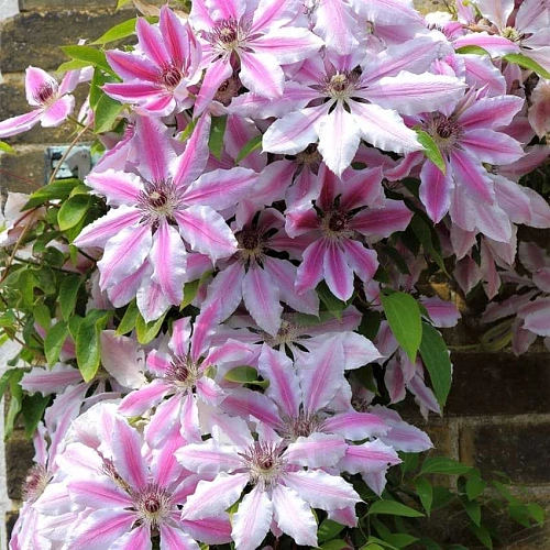 Клематис Нелли Мозер Клематис Нелли Мозер