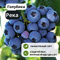 Голубика Река С3 Голубика Река С3
