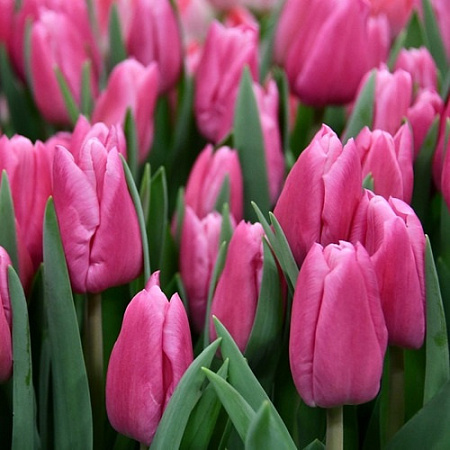 Тюльпан Jumbo Pink (5 шт. в уп.)