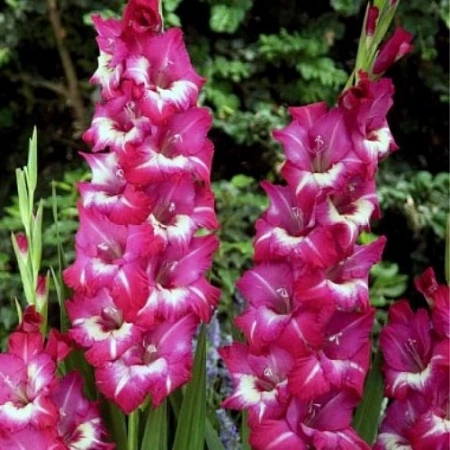 Гладиолус Jo Jo (7 шт. в уп.)