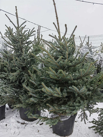 Ель голубая 120-140 см Глаука Польша