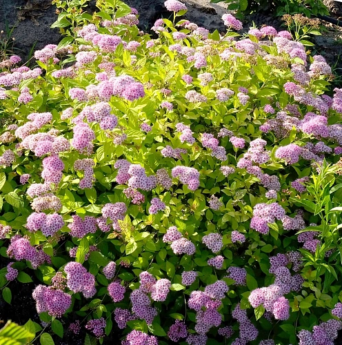 Спирея японская Golden Princess Спирея японская Golden Princess