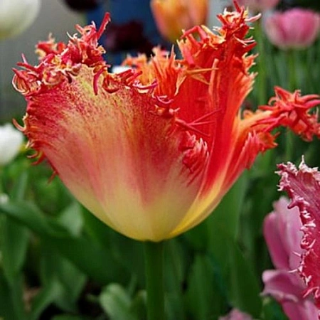 Тюльпан Joint Division