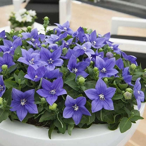 Платикодон, рассада Платикодон, рассада