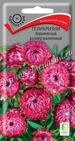 Гелихризум Королевский размер малиновый 0,1 г (Поиск)