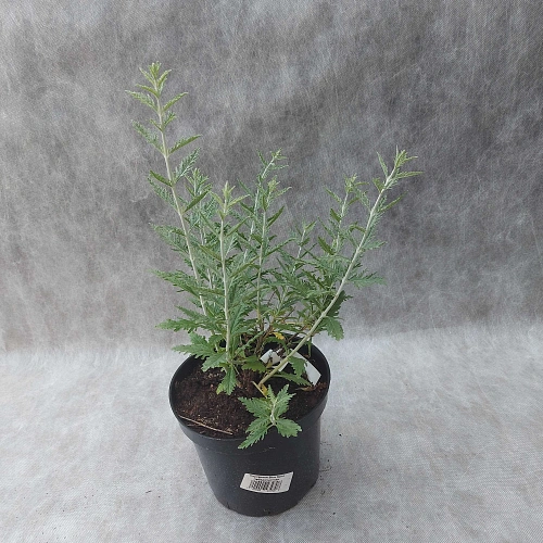 Перовския Blue Spire лебедолистная Перовския Blue Spire лебедолистная