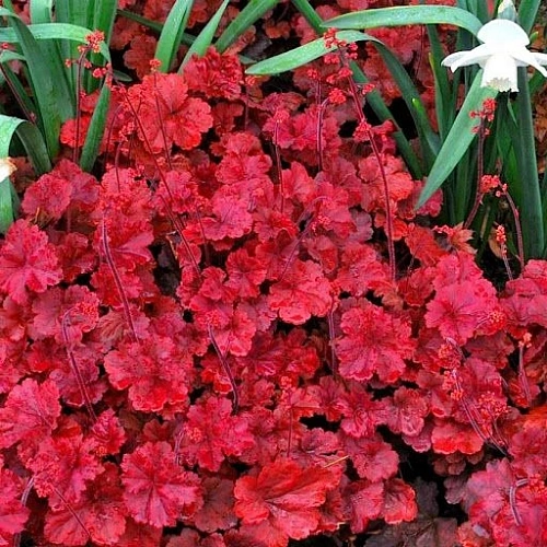 Гейхера Cherry Cola Гейхера Cherry Cola