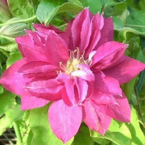 Клематис Акафуджи Клематис Акафуджи