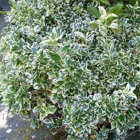Бересклет Форчуна Emerald Gaiety