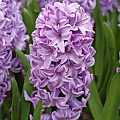 Гиацинт Splendid Cornelia Гиацинт Splendid Cornelia