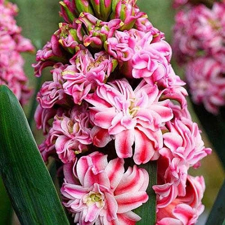 Гиацинт Double Eros (2 шт. в уп.)