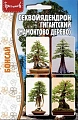 Секвойядендрон гигантский (Мамонтово дерево), 5 шт (Ред сем) Секвойядендрон гигантский (Мамонтово дерево), 5 шт (Ред сем)