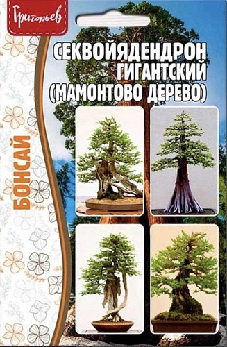 Секвойядендрон гигантский (Мамонтово дерево), 5 шт (Ред сем) Секвойядендрон гигантский (Мамонтово дерево), 5 шт (Ред сем)