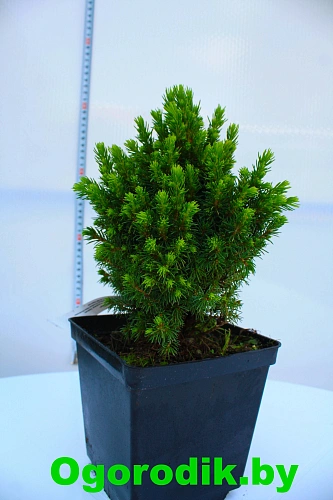 Ель канадская Альберта Глоб (Alberta Globe) 30-40 см Ель канадская Альберта Глоб (Alberta Globe) 30-40 см