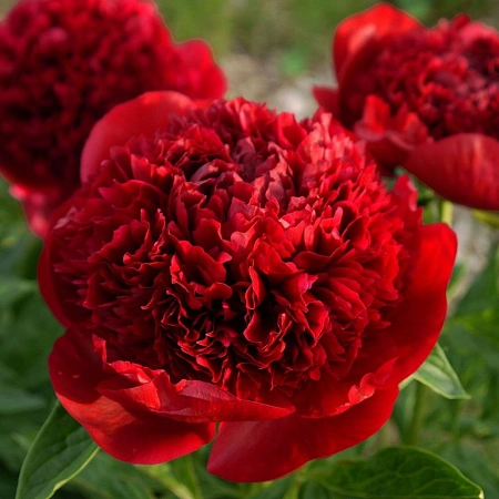Пион Red Charm (уп. 1 шт)