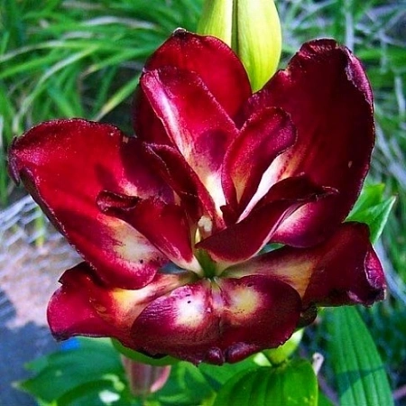 Лилия Double Pleasure (1 шт. в уп.)