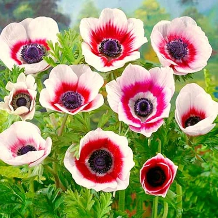 Анемона Bicolor (уп. 15 шт.) Анемона Bicolor (уп. 15 шт.)