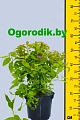 Спирея Goldflame японская 20 см d.30 см Спирея Goldflame японская 20 см d.30 см