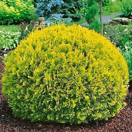 Туя Голден Глоб (Golden Globe) шаровидная 90 см