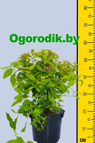 Спирея Goldflame японская 20 см d.30 см Спирея Goldflame японская 20 см d.30 см