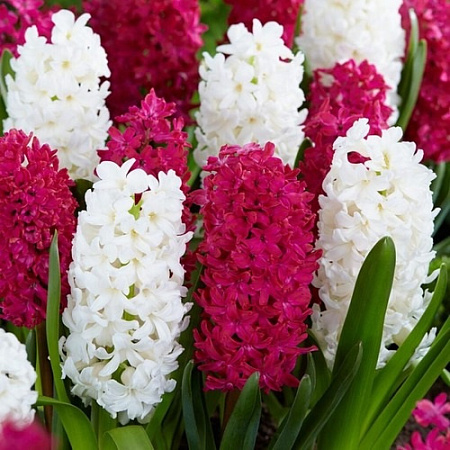 Гиацинт Salsa Duo (4 шт. в уп.)