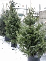 Ель сербская 150-175 см Оморика (Польша) Ель сербская 150-175 см Оморика (Польша)