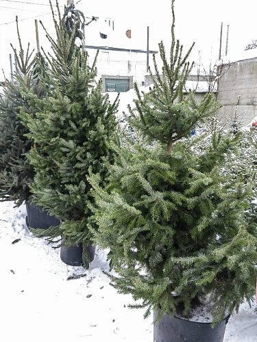 Ель сербская 150-175 см Оморика (Польша) Ель сербская 150-175 см Оморика (Польша)