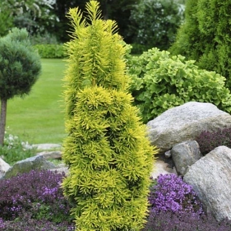 Тис Давид ягодный 20-30 см