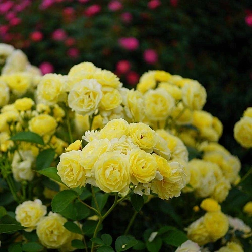 Роза флорибунда Комтесс дю Барри (Comtess du Barry) Сербия Роза флорибунда Комтесс дю Барри (Comtess du Barry) Сербия