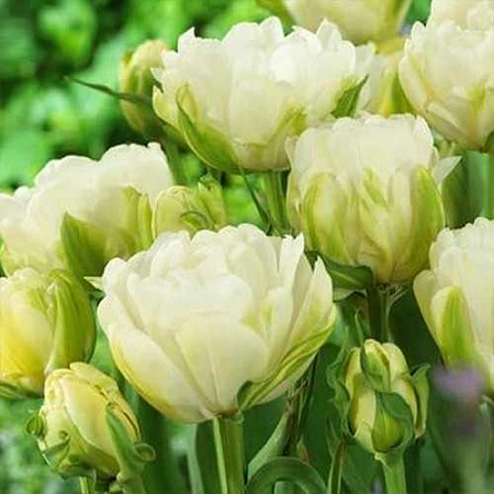 Тюльпан Maureen Double (8 шт. в уп.)