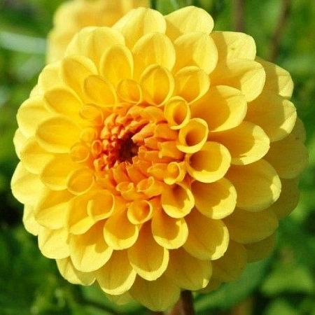 Георгина Pompon Golden Scepter