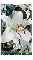 Лилия Oriental White Лилия Oriental White