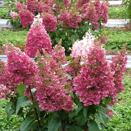 Гортензия Пинки Винки (Pinky Winky) крупномер С20