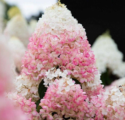 Гортензия Строберри Блоссом (Strawberry blossom) метельчатая C3 2-хлетка Гортензия Строберри Блоссом (Strawberry blossom) метельчатая C3 2-хлетка