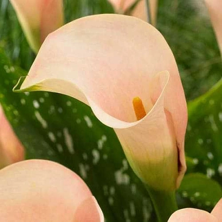 Калла Auckland (уп. 1 шт)