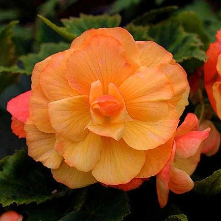 Бегония Illumination Apricot (уп. 2 шт)