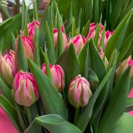 Тюльпан Flash Point (10 шт. в уп.)