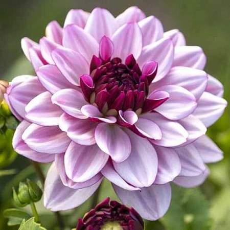 Георгина Creme de Cassis (уп. 1 шт)