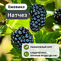 Ежевика Натчез бесшипная С3 Ежевика Натчез бесшипная С3