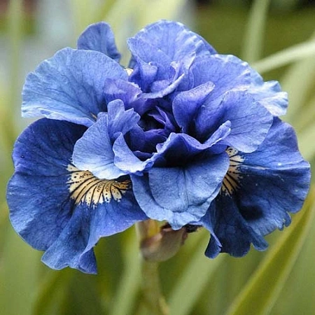 Ирис Sibirica Concord Crush