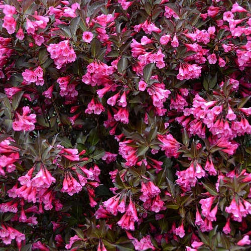 Вейгела цветущая Wine&Roses Alexandra PBR 30-35 см Вейгела цветущая Wine&Roses Alexandra PBR 30-35 см