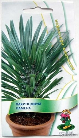 Похиподиум Ламера 3 шт (Поиск)