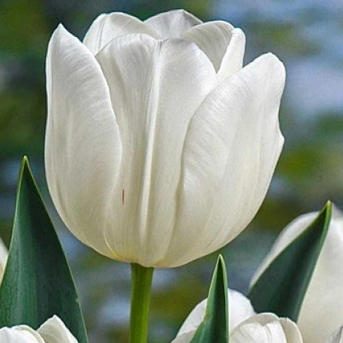 Тюльпан Antarctica (5 шт. в уп.) Тюльпан Antarctica (5 шт. в уп.)