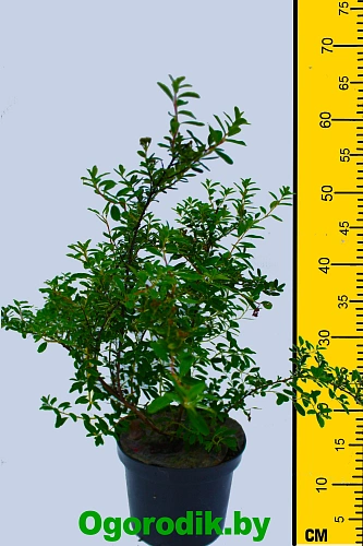 Спирея ниппонская Snowmound 40-50 см Спирея ниппонская Snowmound 40-50 см