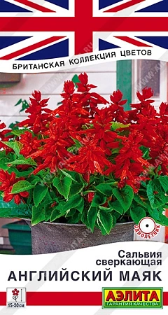 Сальвия сверкающая Английский маяк, 7 шт (Аэлита) Сальвия сверкающая Английский маяк, 7 шт (Аэлита)