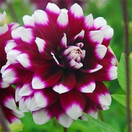 Георгина Mistery Day (уп. 1 шт)