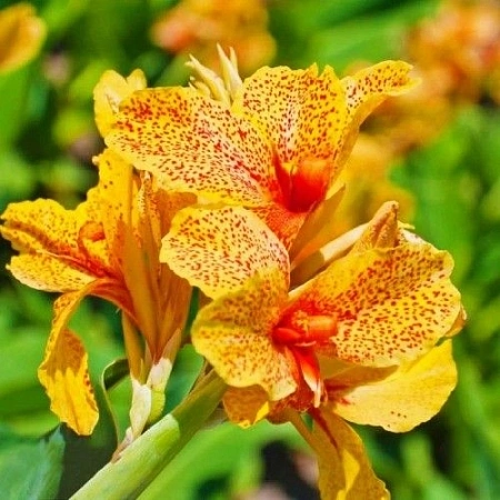 Канна Picasso (уп. 1 шт) Канна Picasso (уп. 1 шт)